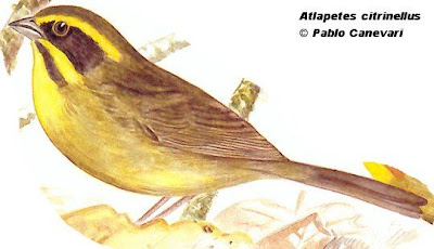 Yellow striped Brush Finch