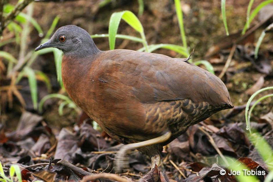 argentinian tinamous