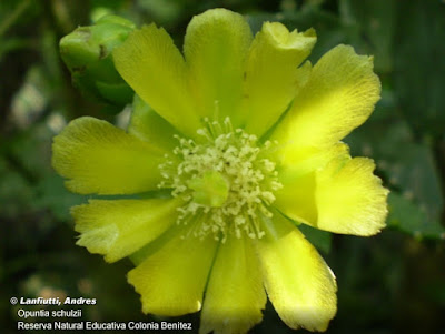 flores de tuna arbórea