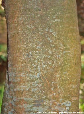 Ingay (Inga affinis)