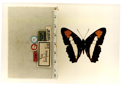Mariposa zea (Adelpha zea)
