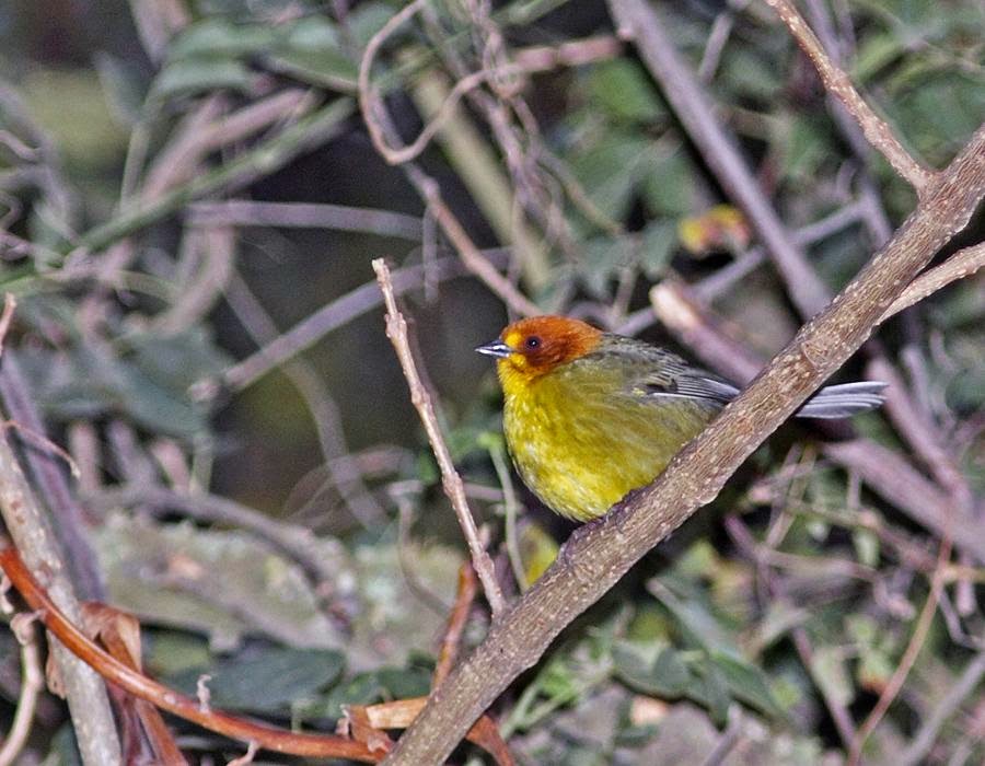 Cerquero cabeza castaña, Atlapetes fulviceps