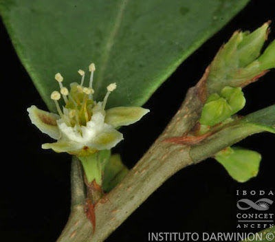 flores de Erythroxylum myrsinites
