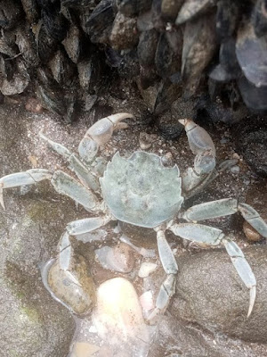 Cangrejo blanco (Cyrtograpsus angulatus)
