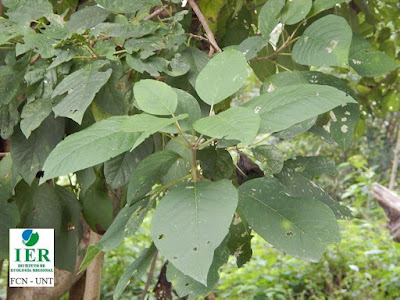 Zapallo caspi (Pisonia zapallo)