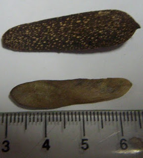 Palo rosa Aspidosperma polyneuron