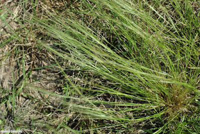 Flechilla de las lomas (Nassella filiculmis)