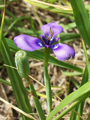Herbertia lahue