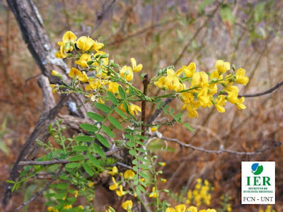 Tipa amarilla (Cascaronia astragalina) flores