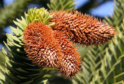 Araucaria Araucaria araucaria
