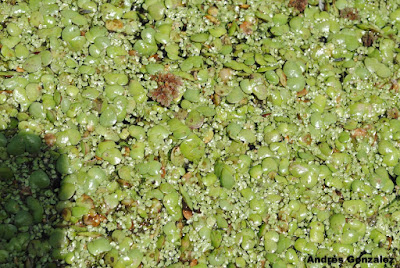 Lenteja acuática (Spirodela intermedia)