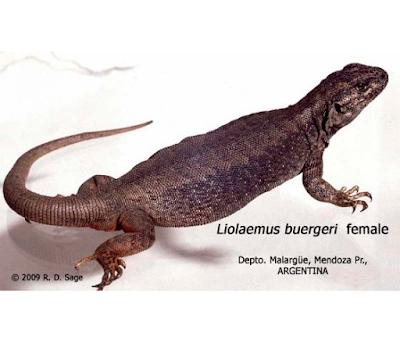 Lagartija parda (Liolaemus buergeri)