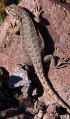 Lagartija pintas amarillas (Liolaemus ruibali)