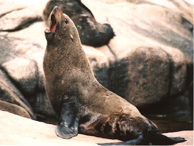 Lobo fino patagónico Lobo fino patagónico Arctocephalus australis