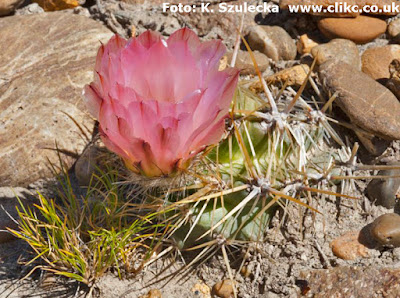 Austrocactus bertinii