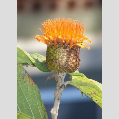 flora argentina