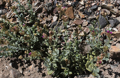 flora de los andes
