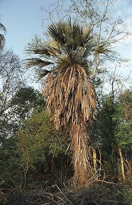 Trithrinax schizophylla