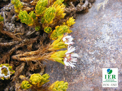 Xenophyllum rosenii
