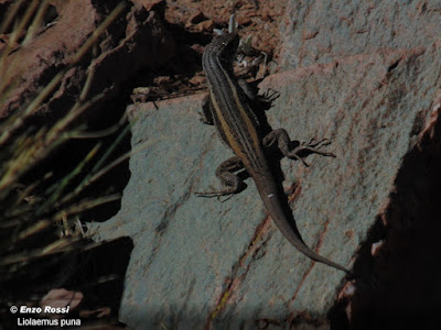 Lagartija de la puna (Liolaemus puna)