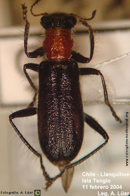 Eurymetopum proteus