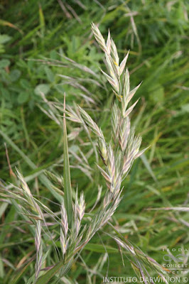 Cebadilla criolla (Bromus catharticus)