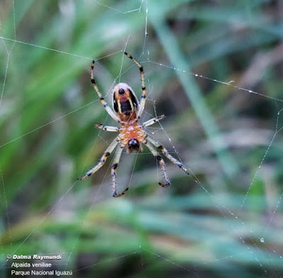 Araña tejedora naranja (Alpaida veniliae)