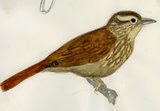 Tico tico cejas blancas, Anabacerthia amaurotis