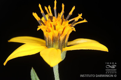 Hymenostephium debile