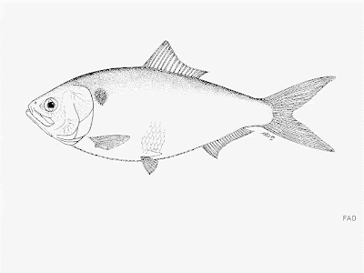 Lacha Brevoortia aurea