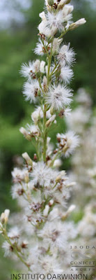 Baccharis effusa
