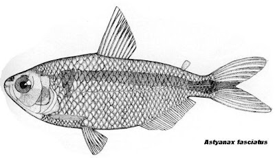 Mojarra Astyanax fasciatus