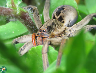 arañas argentinasAraña lobo vientre negro (Lycosa erythrognatha)