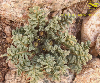 Psike (Jaborosa parviflora)