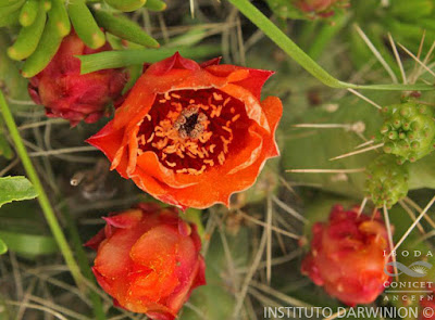 Austrocylindropuntia verschaffeltii