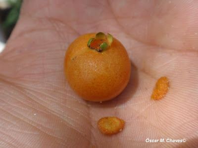 Guabiroba Campomanesia xanthocarpa
