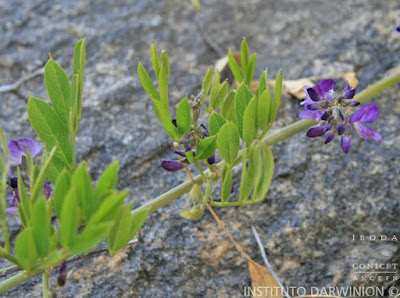 Poroto de campo (Apurimacia dolichocarpa)