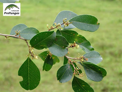 Lanza blanca (Chrysophyllum marginatum)