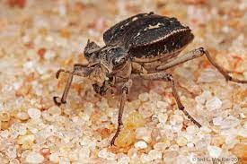 Entomoderes satanicus