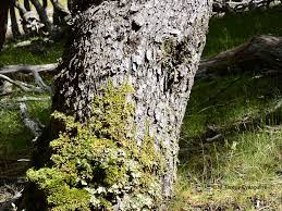 Nothofagus pumilio tronco