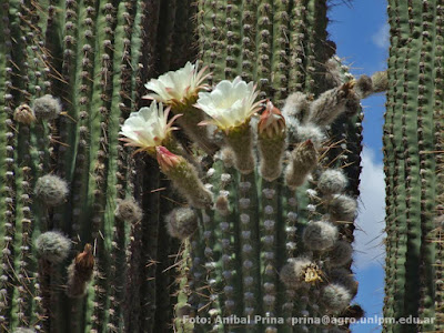 cactus del monte Pasacana