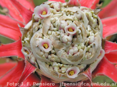 bromelias argentinas