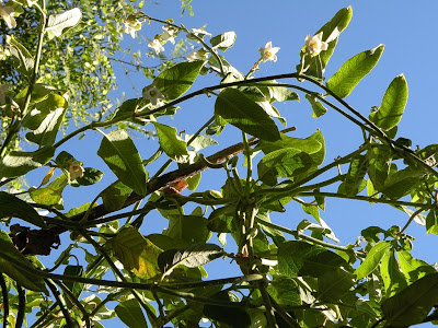 Tasi Araujia hortorum