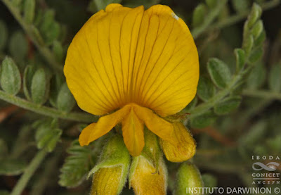flora nativa Añagua