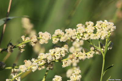 Baccharis penningtonii