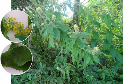 Buddleja brasiliensis
