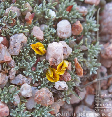 flora de los altos andes