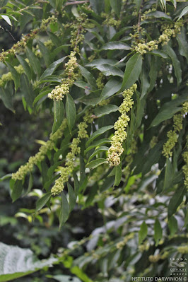 Burro caá (Casearia sylvestris)