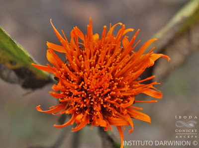 Azafrán (Cnicothamnus lorentzii)