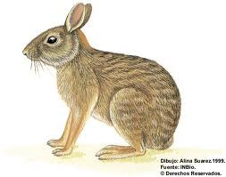 Tapetí Sylvilagus brasiliensis